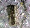 Apamea monoglypha